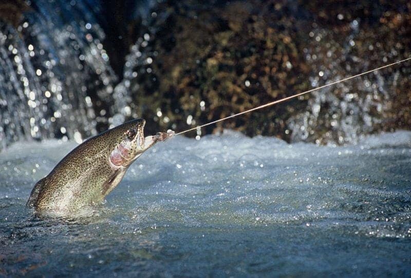 8 of the Best Spots to Go Fishing Near Gatlinburg